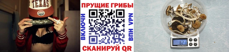 Псилоцибиновые грибы Cubensis  Северская 